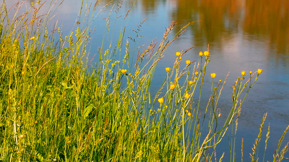 Summer Grass On Riverside Summer Grass On Riverside