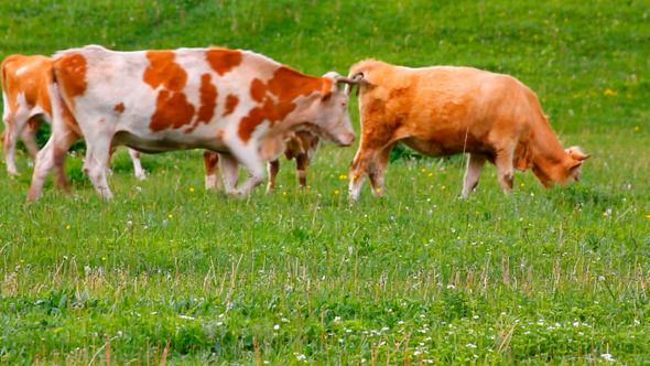Herd Of Cows On Pasture Herd Of Cows On Pasture