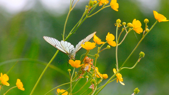 Butterfly On Flowers In Spring Butterfly On Flowers In Spring