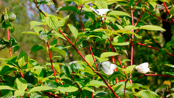 Butterfly On Green Leaves Butterfly On Green Leaves