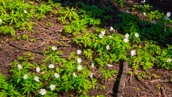 White Flowers Anemones In Spring Forest White Flowers Anemones In Spring Forest