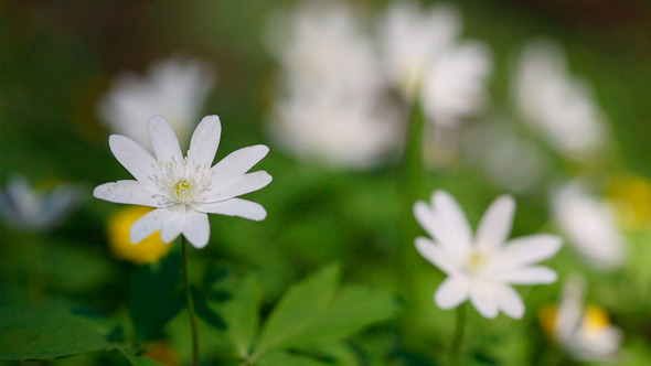 Flowers Anemones In Spring Forest Flowers Anemones In Spring Forest