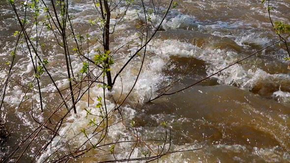 Water Flooded Forest Water Flooded Forest