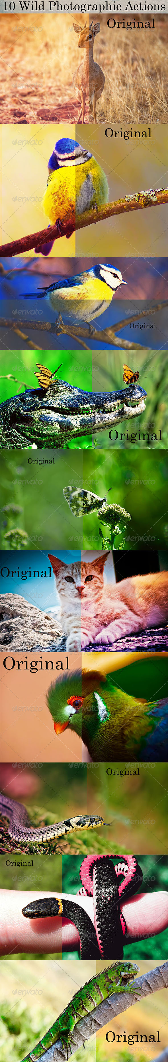 GraphicRiver 10 Wild Photographic Actions 8550516 GraphicRiver 10 Wild Photographic Actions 8550516
