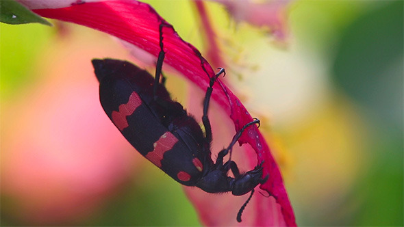 Beetle Beetle
