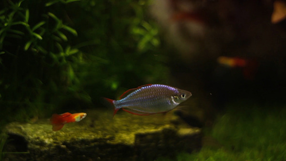 Rainbow Fish Rainbow Fish
