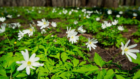 Flowers Anemones In Spring Forest Flowers Anemones In Spring Forest
