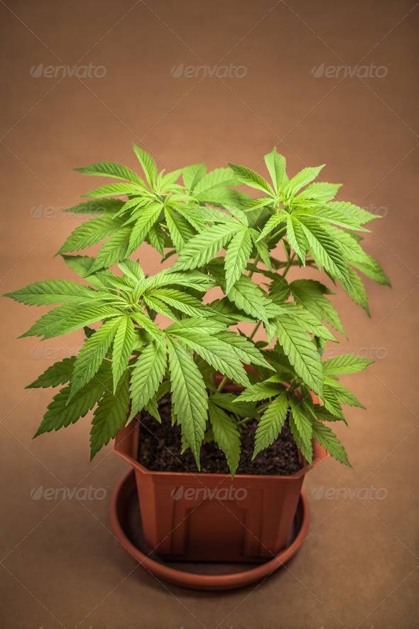 Cannabis plant in flowerpot