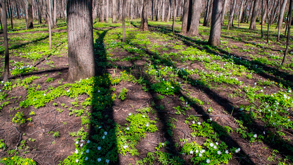 Spring Forest Landscape With White Flowers Spring Forest Landscape With White Flowers