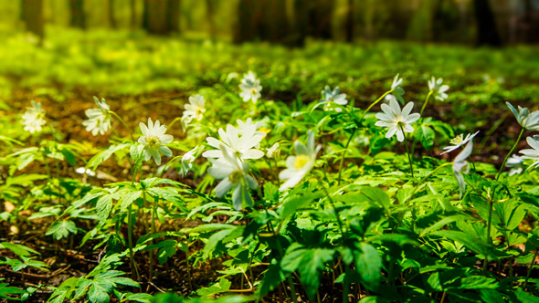 White Flowers Anemones White Flowers Anemones