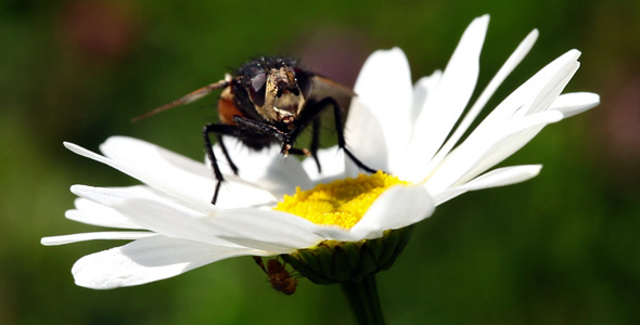 Fly On A Daisy Flower Fly On A Daisy Flower