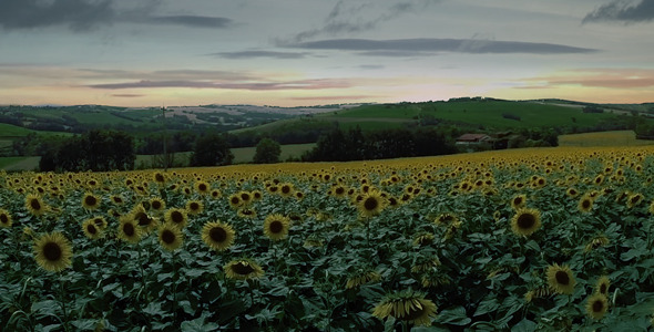 Drone Field of Sunflowers at Dawn Drone Field of Sunflowers at Dawn
