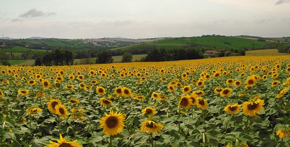 Aerial Drone Field of Sunflowers 1 Aerial Drone Field of Sunflowers 1