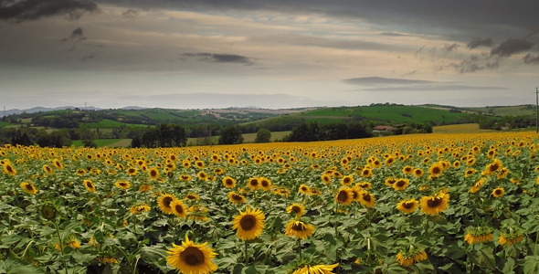 Aerial Drone Field of Sunflowers 2 Aerial Drone Field of Sunflowers 2