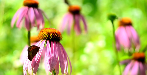 Coneflowers and Buterfly Coneflowers and Buterfly