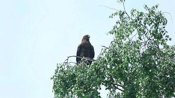 Hawk Bird Hawk Bird