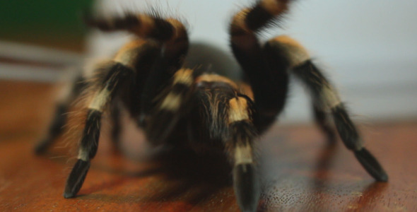 Big Beautiful Spider 4 Big Beautiful Spider 4