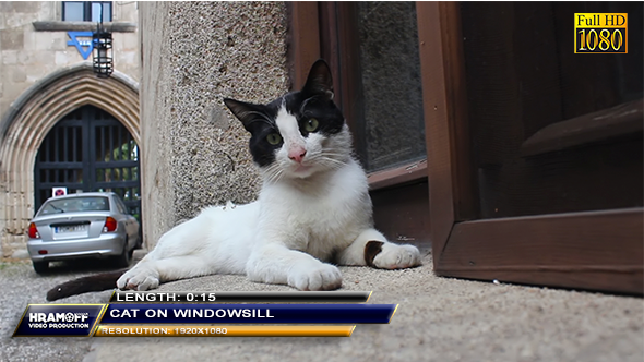 Cat On Windowsill Cat On Windowsill