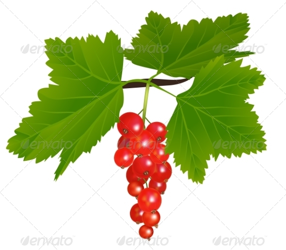 GraphicRiver Redcurrant 8588070 GraphicRiver Redcurrant 8588070