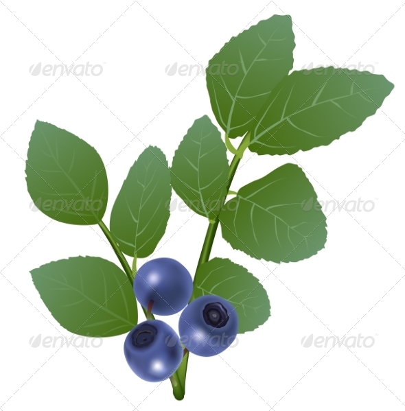 GraphicRiver Blueberry 8588073 GraphicRiver Blueberry 8588073