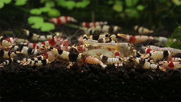 Shrimps Shrimps