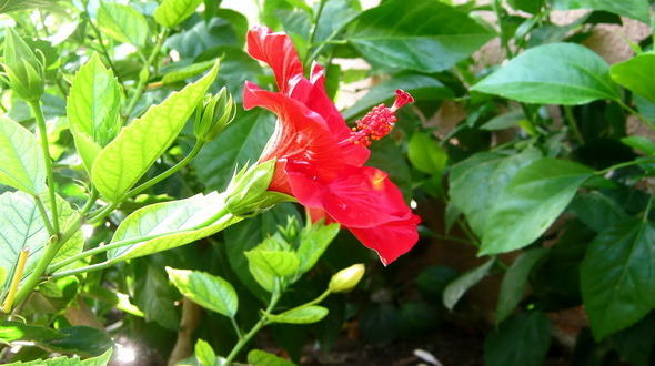 Hibiscus Flower At Sunrise Time Hibiscus Flower At Sunrise Time