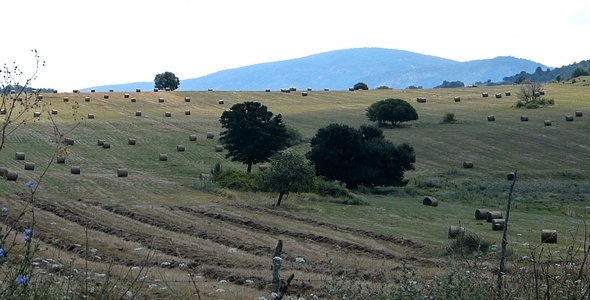 Bales Hay on Rural Level 1 Bales Hay on Rural Level 1