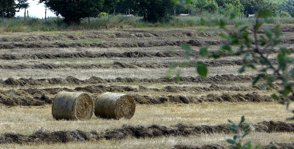Bales Hay in Farm Field 3 Bales Hay in Farm Field 3
