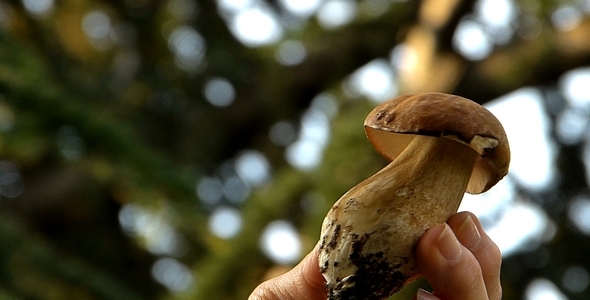 Boletus 1 Boletus 1