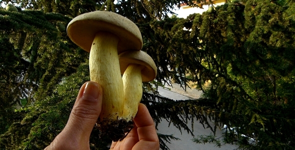 Boletus 4 Boletus 4
