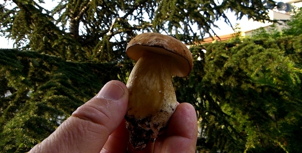 Boletus 7 Boletus 7