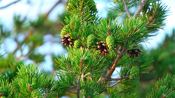 Pine Tree Pine Tree