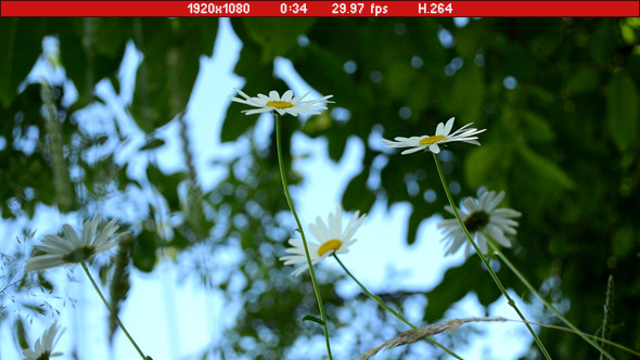 Daisies Daisies