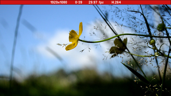 Yellow Flower Yellow Flower