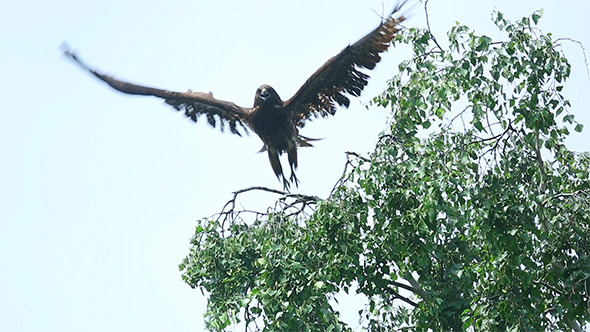 Hawk Bird Hawk Bird