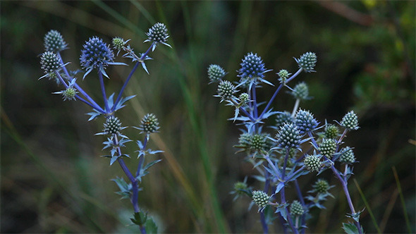 Eryngium Eryngium