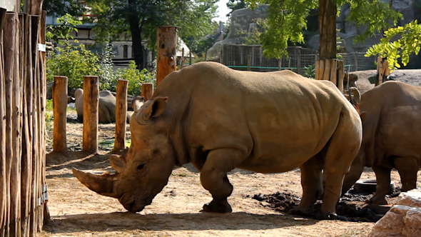 Rhinoceros In Reserve Rhinoceros In Reserve