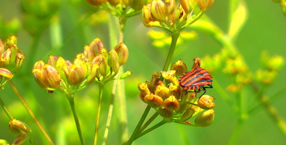 Green Plant and Flying Insect Green Plant and Flying Insect