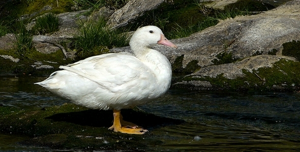 Duck 1 Duck 1