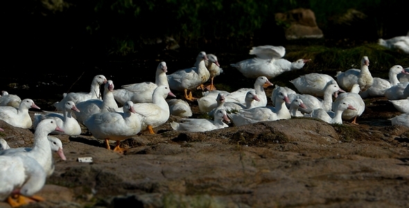 Ducks Miniature Effect 9 Ducks Miniature Effect 9