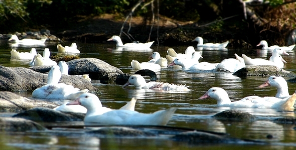 Ducks Miniature Effect 11 Ducks Miniature Effect 11