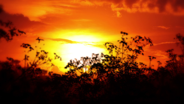 Sunset and Silhouettes of Steppe Grasses Sunset and Silhouettes of Steppe Grasses