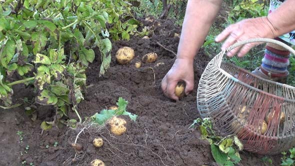 The Grandmother And Potatoes 3 The Grandmother And Potatoes 3