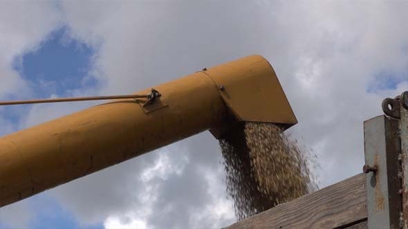 Unloading Grain To The Truck Unloading Grain To The Truck