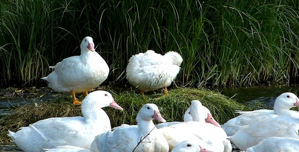 Ducks 2 Ducks 2