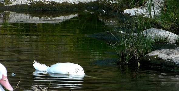 Ducks 4 Ducks 4