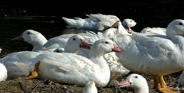 Ducks 5 Ducks 5