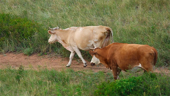 Cows Cows