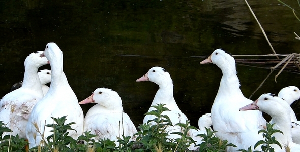 Ducks 7 Ducks 7