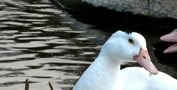 Ducks 8 Ducks 8